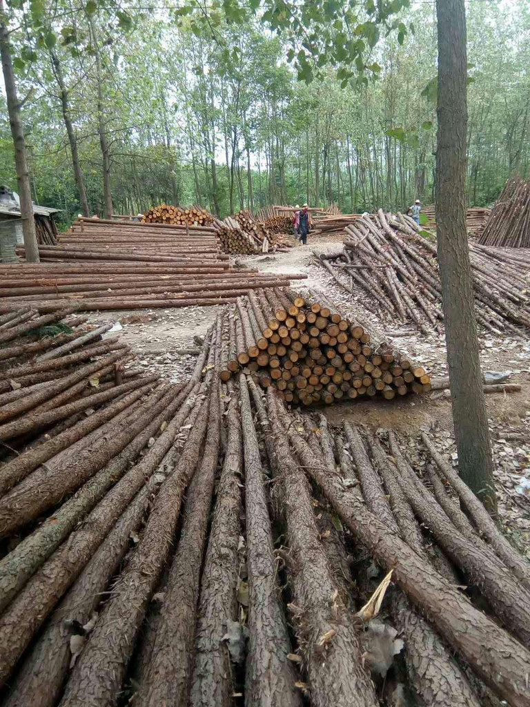 咸安區(qū)汀泗炳武木材經(jīng)營部 專注湖北杉木樁與原木批發(fā)的專業(yè)廠家
