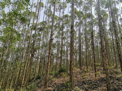 高峰林場上半年完成木材銷售任務85%，多元經營助力穩健發展